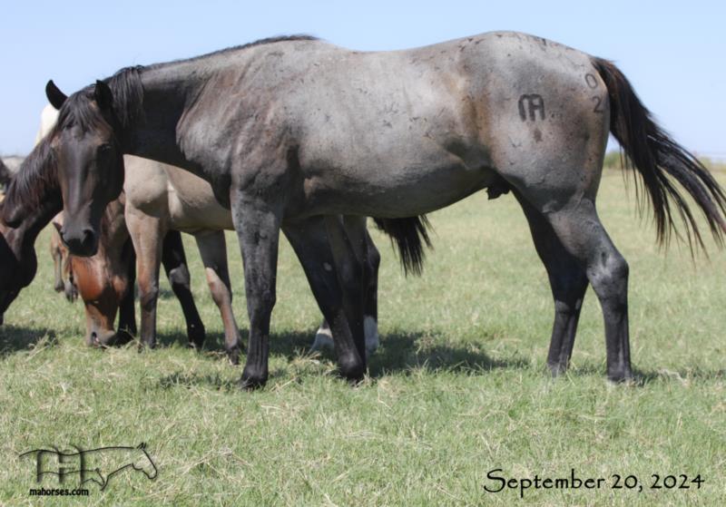 Pocowood Hancock MA's 2022 Roan Stallion
